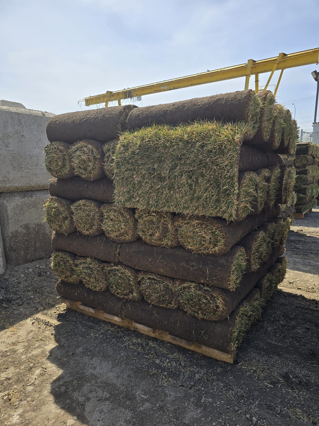 fresh Kentucky bluegrass sod rolls Calgary delivery